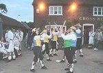 Moreton Bay Fig Morris